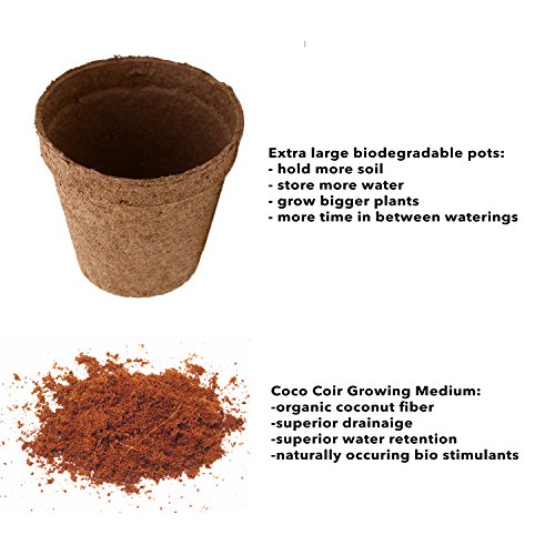 Sproutbrite Bonsai Tree Seed Starter Kit - Grow 5 Trees from Seed - The Most Complete Gardening kit for Growing Mini Bonsai Trees Indoors