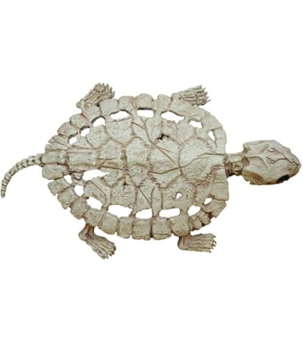 Crazy Bonez Skeleton Lizard : Amazon.ca