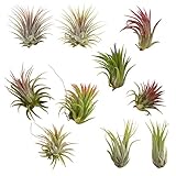 CTS Air Plants Assorted Tillandsia Ionantha(10 Pack)-Low-Maintenance House Plants for Indoor Decoration (10-Pack Assortment)
