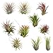 CTS Air Plants Assorted Tillandsia Ionantha(10 Pack)-Low-Maintenance House Plants for Indoor Decoration (10-Pack Assortment)