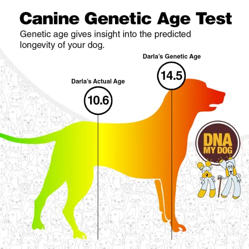 Dna My Dog Testing Kit Mixed Breed Identification, Personality Traits for Puppies to