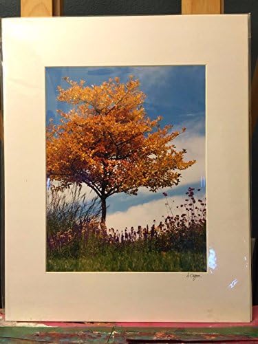 Photograph of Fall Tree in CO Matted 16" x 20" actual size 11" x 14" By Sandy