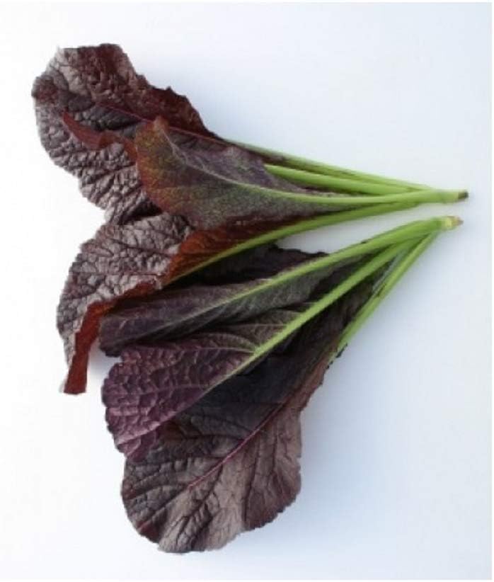David's Garden Seeds Mustard Greens Garnet Giant 2797 (Purple) 200 Non-GMO, Open Pollinated Seeds