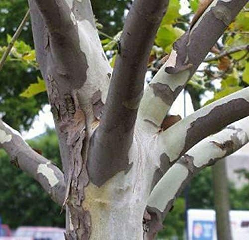 (50 seeds) Platanus Occidentalis / American Planetree / Buttonwood / American Sycamore / Button Ball-Tree /Waterbeech