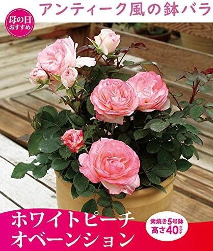 Amazon Co Jp 母の日 京成バラ園 バラ ホワイトピ チオベ ション 5号素焼き鉢 高さ40ｃｍ 食品 飲料 お酒