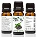 BioFinest Green Tea Oil - 100% Pure Green Tea Essential Oil - Premium Organic - Therapeutic Grade - Best For Aromatherapy - Boost Fat Burning - Anti-oxidant - FREE E-Book (10ml)