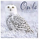 Owls 2020 Wall Calendar by