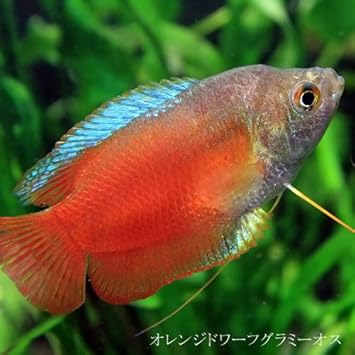 Amazon 熱帯魚 オレンジドワーフグラミー オス 約4cm 1匹 生体 ネオス 観賞魚 水中生物 通販