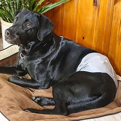 Pet Parents Premium Washable Dog Belly Bands