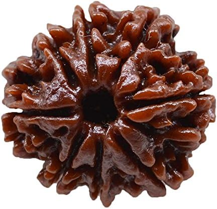 Maa Padma Natural Rudraksha Beads (1,2,3,4,5,6,7,8,9,10,11,12,13,14 Faced) Original Rudraksha Beads Himalayan Collections