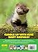 Baby Animals (Animal Planet Animal Bites)