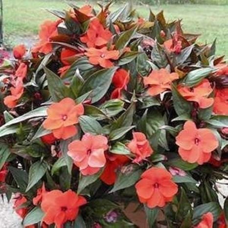 Impatiens Seeds 25 New Guinea Impatiens Orange Bronze Leaf Seeds Amazon Co Uk Garden Outdoors