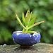 8 PCS 2.25 Inch Mini Ceramic Small Succulent Planter Pot Serial Cactus Planter Pot Flower Pot Container Planter