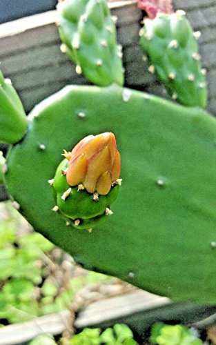 LovelyGarden 4 FRESH PADS Spineless thornless,Edible Nopales Prickly Pear Cactus Succulents