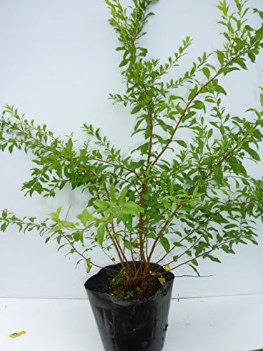 ギフ 包装 ユキヤナギ 樹高0 4m前後 15cmポット 単 品 ゆきやなぎ 雪柳 販売 苗 生け垣 目隠し 苗木 生垣 庭木 生垣用 垣根 木 植木