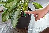 Miracle-Gro Indoor Plant Food 48-Spikes 2.2 oz Home-APP view 3