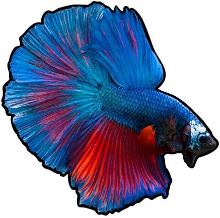 Dark Spark Decals Blue Beta Fish - 6 InchFull Color Vinyl Decal for Indoor or Outdoor use, Cars, Laptops, Décor, Windows, and More