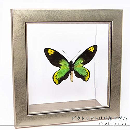 蝶の標本 ビクトリアトリバネアゲハ メタリック調ライトフレーム