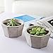 Set of 2 Modern Cement Octagon Planter Pot, 5-Inch Succulent & Cactus Container, Gray