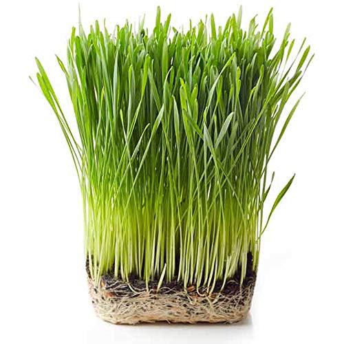 Pure Organic Wheat Grass Powder (200g / 50 Servings) - Thumbnail 4