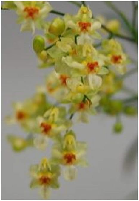 Stk 2x Oncidium Tiny Twinkle Gold Dust Miniatur Duft Orchidee Owd156 Seeds Plants Shop Samenbank Pfullingen Patrik Ipsa Amazon De Garten