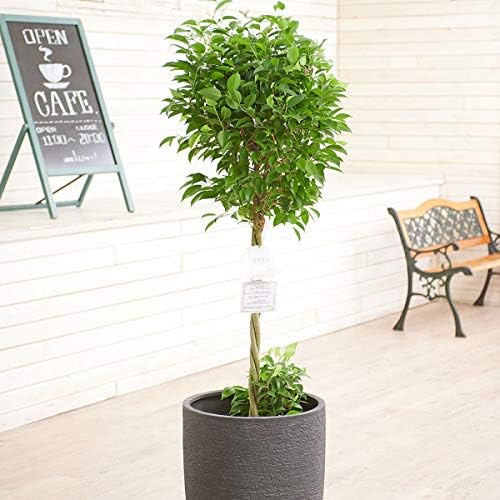 お見舞い 観葉植物 ベンジャミン リッチ ダブル 10号 インテリア鉢カバー 仕様 立札 ラグジュアリーブラックエッグ 欧州から輸入の装飾リボン付 花 言葉カード