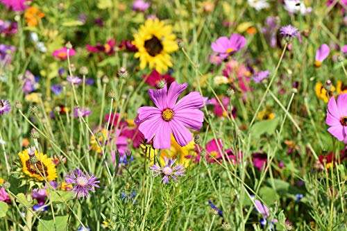 500gr. Blumengarten Bienenweide, Blühmischung, Blumenmischung, Blumenwiese, für bis zu 500m² von Blühking® – Bild 5