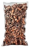 SuperMoss (24512) Black Spruce Pine Cones, 19-Ounce, Brown