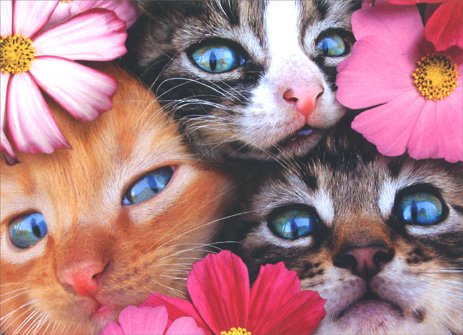 3 Kittens Birthday From All Card