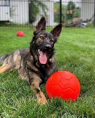 dog soccer ball