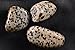 Tumbled Dalmatian Jasper - Healing Stone, Metaphysical Healing, Chakra Stone