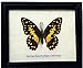 Insectfarm Framed Real Lime Butterfly Taxidermy and Insect Gift or Collection