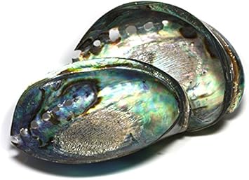 Amazon 石流通センター 置き石 アバロンシェル アワビ貝殻 1個 天然石 パワーストーン 石流通センター インテリア 通販