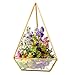HOMEIDEAS Glod Geometric Terrarium Modern Clear Glass Pyramid Tabletop Box Succulent Plants Holder