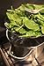 Tuli Kitchen Stainless Steel Vegetable Steamer with silicone feet - includes free Ebook