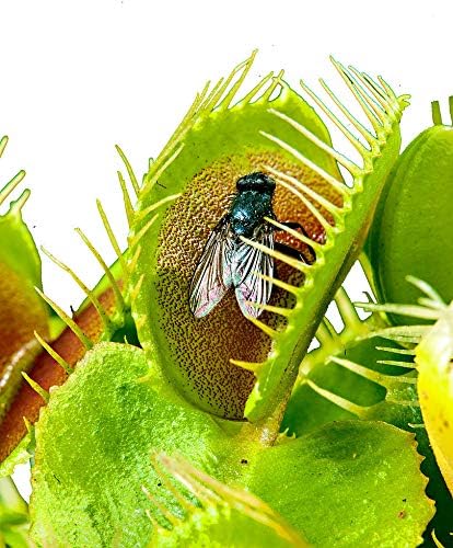 Venus Fly Trap/Approx 50 Seeds/Meat Food Plant/Faengt Insects/