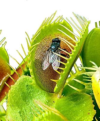 Venus Flytrap/ca.100 semillas/planta carnívora/insectos capturados ...