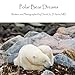 Polar Bear Dreams