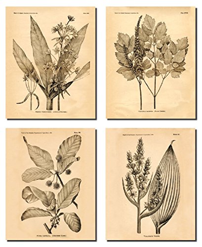 Popular Old-Fashioned Plant Botanical Prints; Four 8x10in Poster Prints