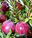 American Cranberry Bush - Great Groundcover - Delicious - Potted