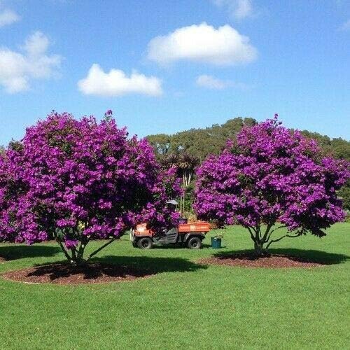 Andean Princess Flower Tree Seeds (Tibouchina lepidota) 50+Seeds