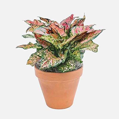 PlantShed - Pink Aglaonema - Plant Hand Delivery in NYC Houseplants