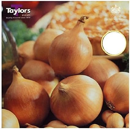 Onion Sets Picko Bello (pack of 50)