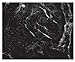 CounterArt Black Marble Design 3mm Heat Tolerant Tempered Glass Cutting Board 15” x 12” Manufactured in the USA Dishwasher Safe