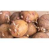 Yukon Gold Seed Potatoes, Non-GMO Blue Tag Certified, Golden Yellow Skin, Creamy Yellow Flesh, Determinate Variety, Ready Fo Planting