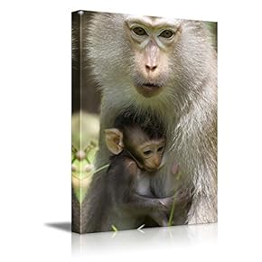 Wild Animals Series Monkeys Stretched and