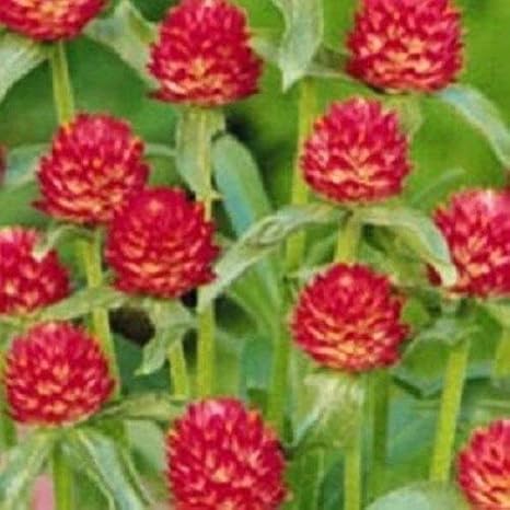 Amazon Co Jp 40 ストロベリーフィールズgomphrena 年次花の種 ホーム キッチン