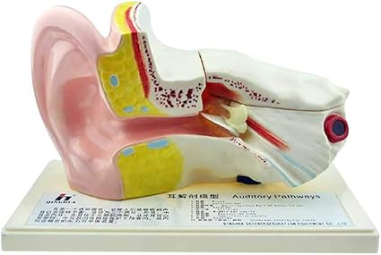 Mkulous Modele De Anatomie De L Oreille Humaine Modele D Oreille Interne Standard Modele D Oreille Medicale Demonstration De Enseignement Amazon Fr Sports Et Loisirs