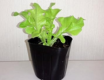 Amazon 野菜苗 レタス ワンカットレタス ブルー レタス サラダ 野菜 花