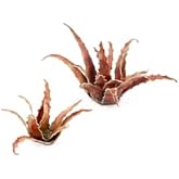 Gamers Grass - Laser Plants Red Aloe